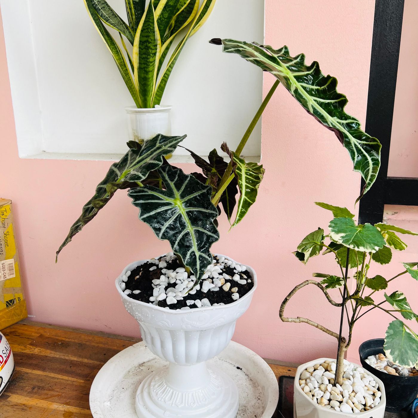 Tall Orchid Pot — detail