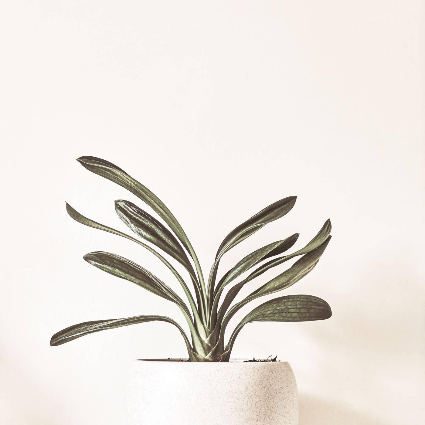 Tall Orchid Pot