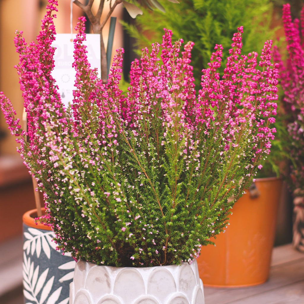 Desk Plant Pot — detail