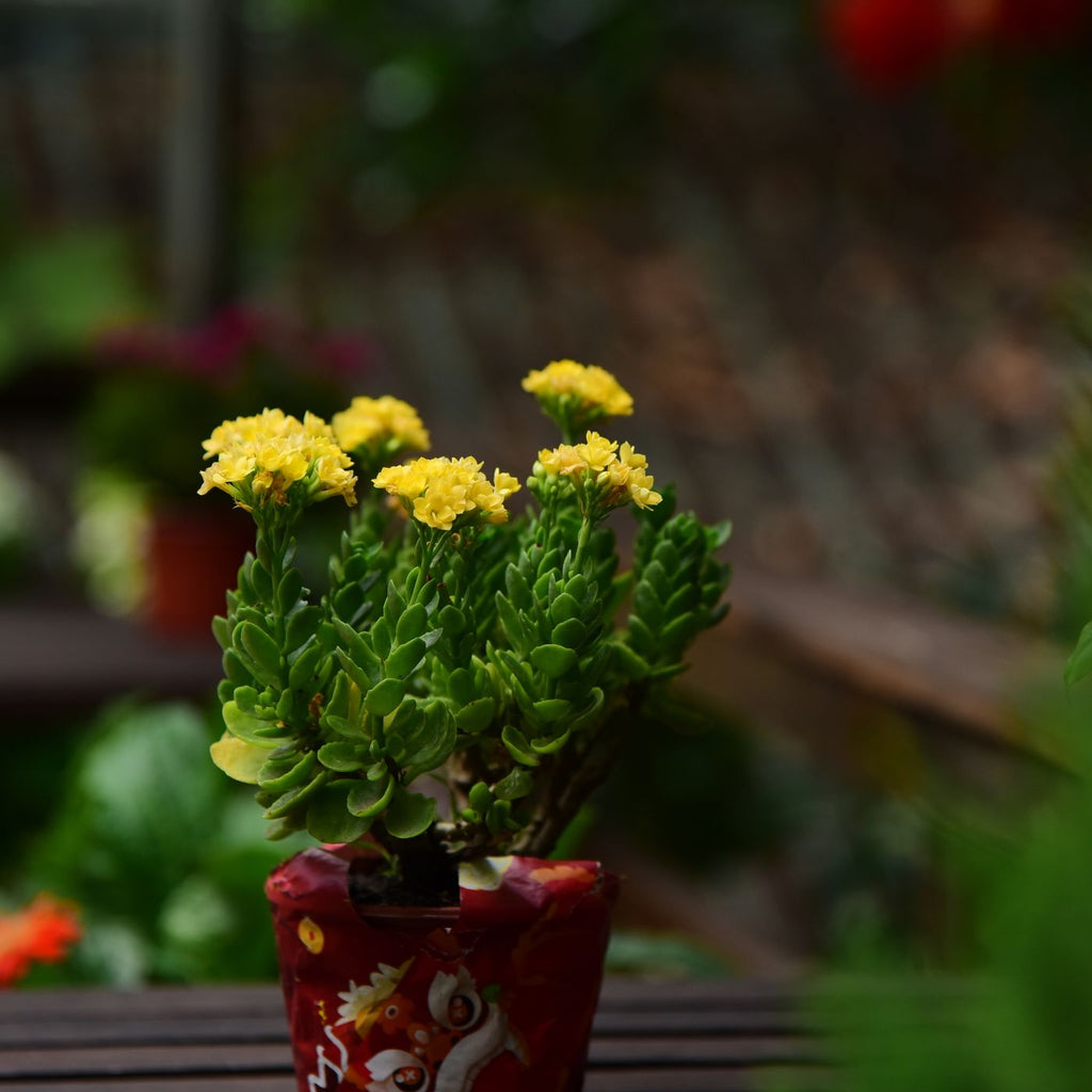 Window Box Trio — detail