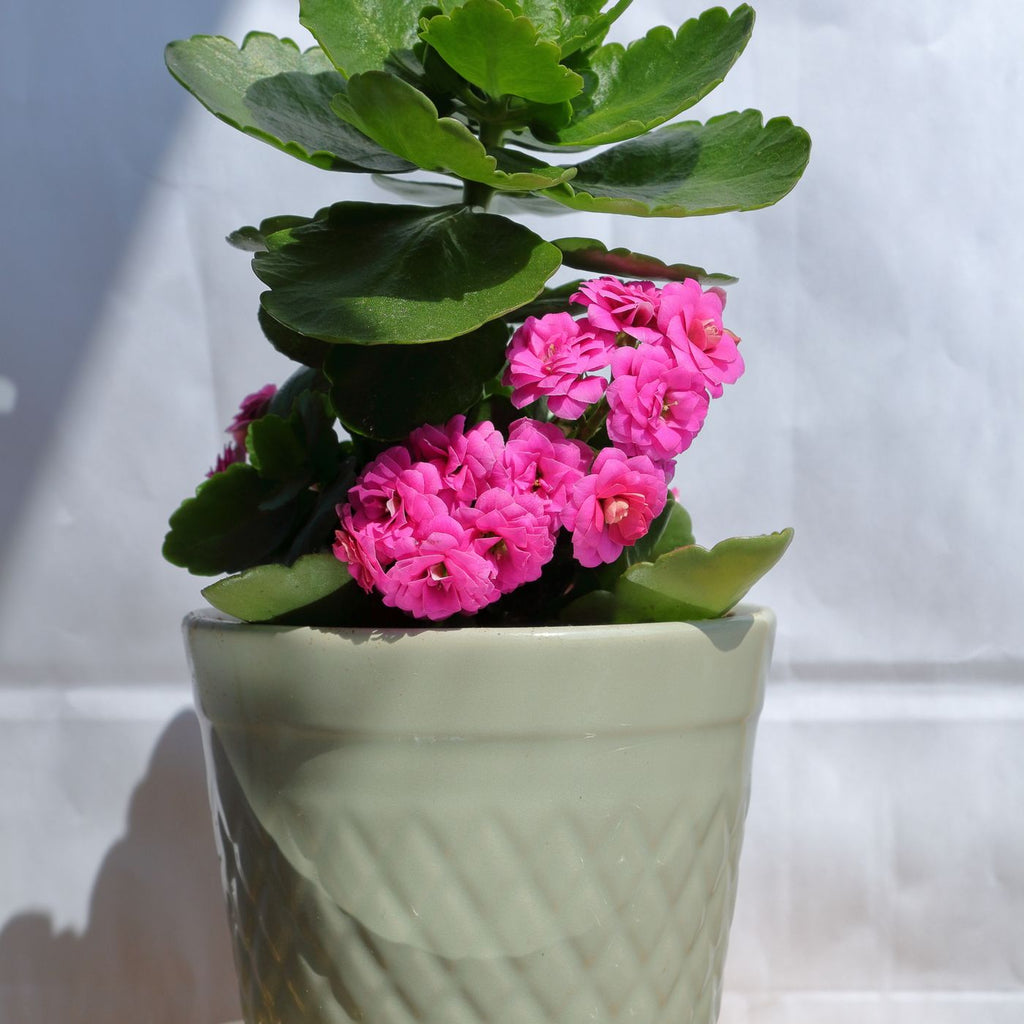 Window Box Trio