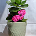 Window Box Trio