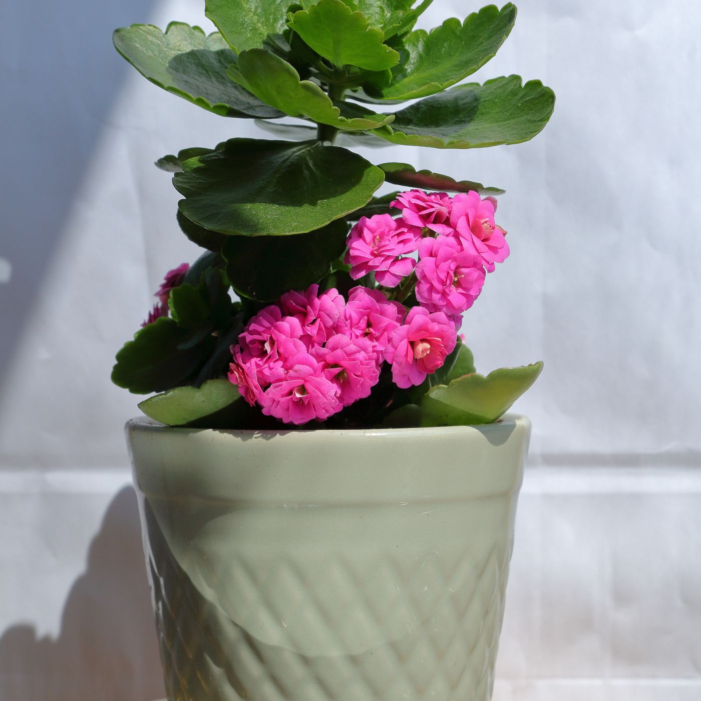 Window Box Trio