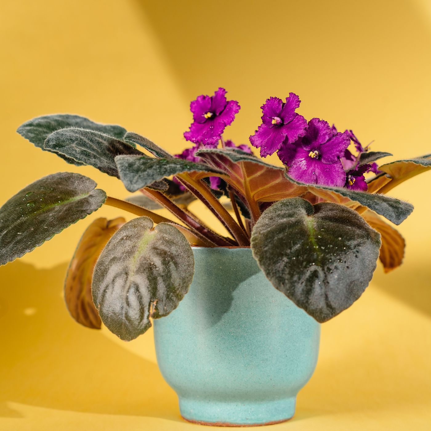 Classic Pot &amp; Saucer